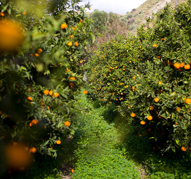 orange-orchard-640x600